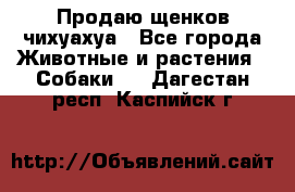 Продаю щенков чихуахуа - Все города Животные и растения » Собаки   . Дагестан респ.,Каспийск г.